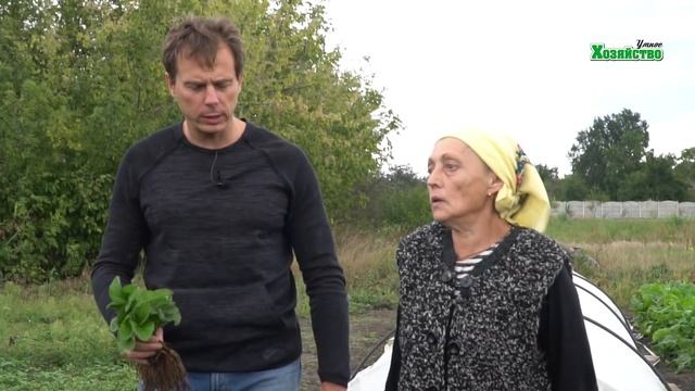 Посадка клубники осенью. Секретный ингредиент для шикарного урожая