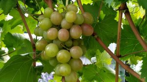 Виноград Пектораль на 14.10.2021