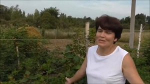 Ежевика Натчез,Силван на Смоленщине.