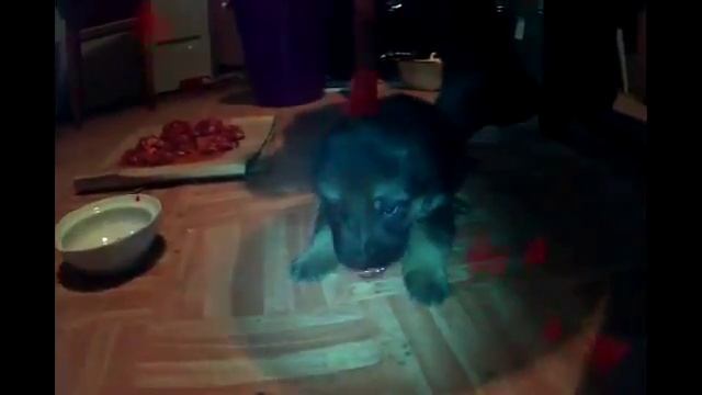 Щенки немецкой овчарки смотреть онлайн