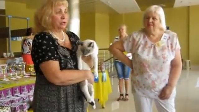 Сноу шу на выставке смотреть онлайн