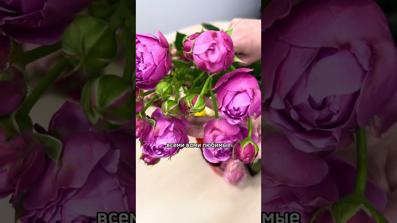 Обзор роз от отечественного производителя QUALIFERUS #цветочныйбизнес #mflowers #цветы #розы #rose