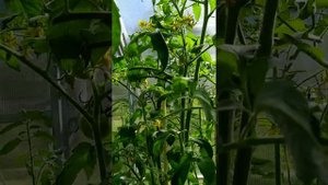 Обзор томата красный уголь 01.08.2020