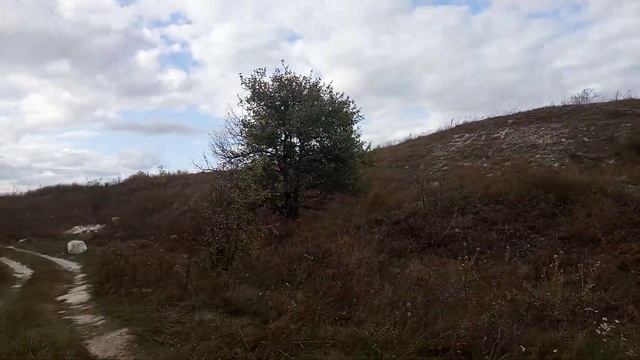 Цветущий шиповник. ?Меловые горы. Сентябрь