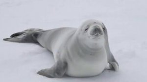 Животный мир Антарктиды