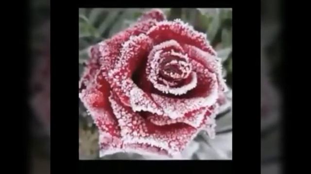 200001202-SP Спокойной зимней ночи, ангела ко сну (0.35) смотреть онлайн