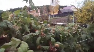 МАЛИНА  ГЕРАКЛ САДОВОЕ РАСТЕНИЕ.