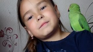 ожереловый попугай киви.приручение.