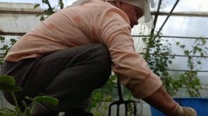 Борьба с травой-мокрица. Живём в деревне на Урале