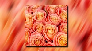 Какие РОЗЫ и сколько РОЗ вы должны дарить?