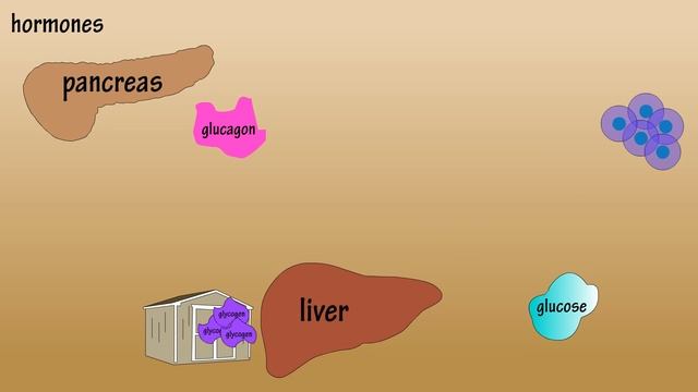 Hormones - What Are Hormones - Functions Of Hormones - Types Of Hormones
