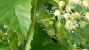 Медонос клён татарский. Описание. Медопродуктивность