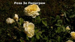 Самые лучшие розы Д.Остина, 12  сортов должны быть в каждом саду!