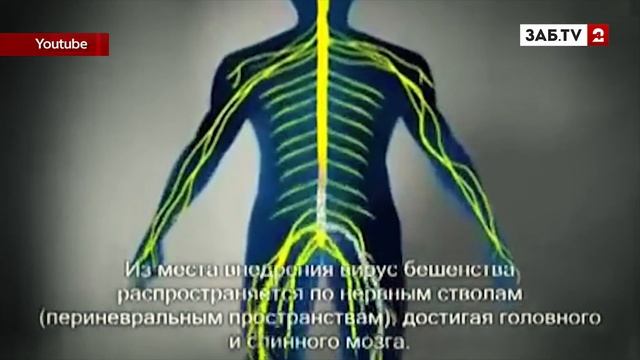 Собаки и белки чаще всего заражают забайкальцев бешенством смотреть онлайн