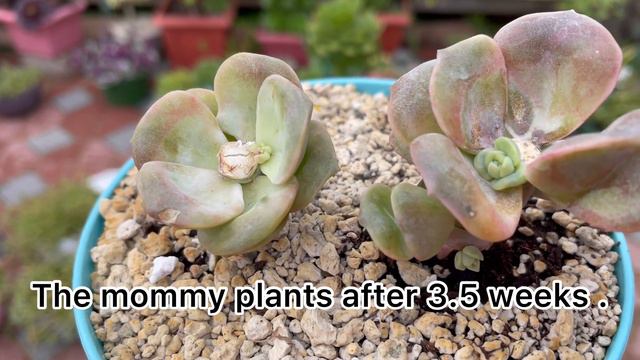 Propagate Graptoveria Lovely Rose/ Nhân Giống Sen Đá Hoa Hồng Hà Lan смотреть онлайн