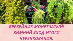 Вербейник монетчатый.Способ сохранение и уход зимой.Укоренение черенков.Ампельное растение для сада.