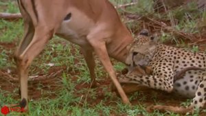 Удивительные Импала притворяется мертвым, чтобы спастись от гепарда охота | охота гепарда не