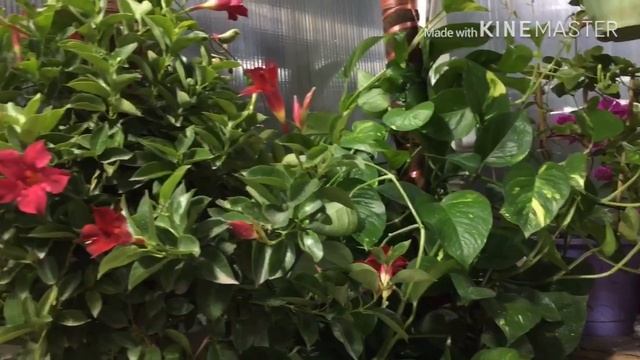 Болмо гулдору | Диплодения , Филодендрон | Монстера сыяктуу лиана болуп осуучу гулдорго лайфхак смотреть онлайн