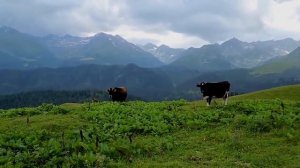 Речепста Пастбищная