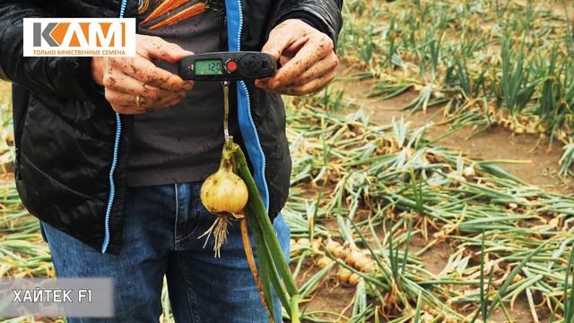 Лук репчатый Хайтек F1 смотреть онлайн