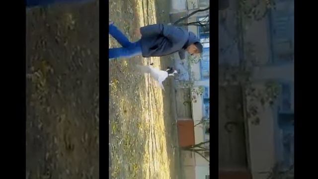 Fox terrier Zubchik как кот запрыгивает на дерево смотреть онлайн