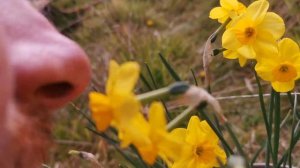 Narcissus Kokopelli, a coconut - scented daffodil ideal for container growing and indoor fragrance