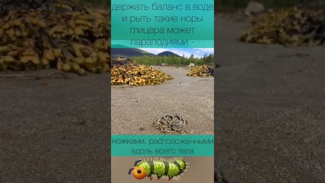 Скрытая фауна Белого моря - ядовитый донный червь
