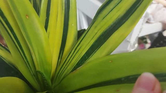 Сансевиерия Gold Flame смотреть онлайн