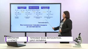 Биология. 11 класс. Темновая фаза фотосинтеза. Цикл Кальвина /25.09.2020/