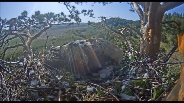 Алтын Алтынай гнездо солнечных орлов (Aquila heliaca) в Татарстане 21.05.2023 смотреть онлайн