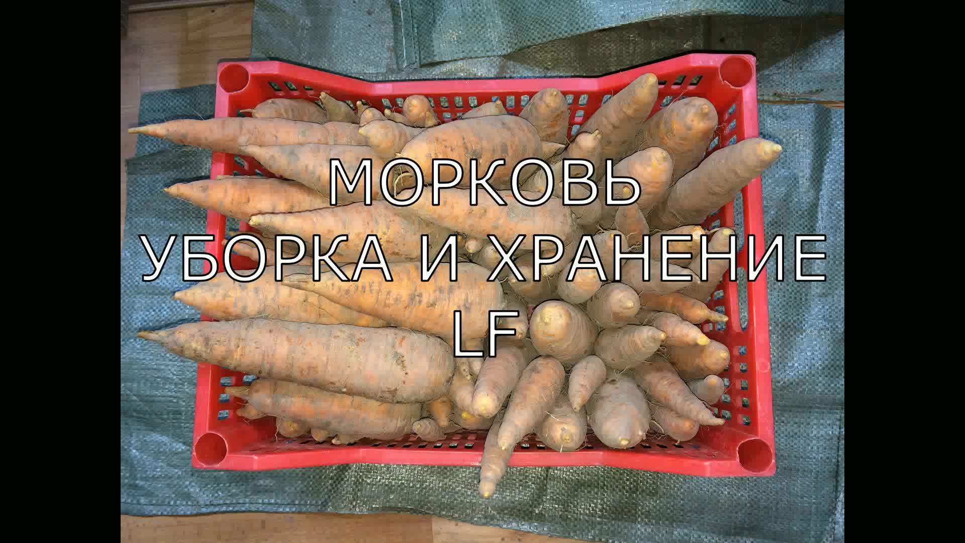 Уборка и хранение моркови. Хранение моркови. Советское армейское овощное хранение моркови гробиком