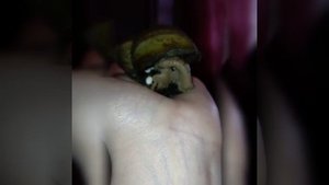 Роды улитки Ахатины.