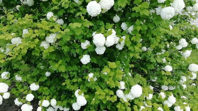 Калина Бульденеж. 19 мая 2020 г. смотреть онлайн