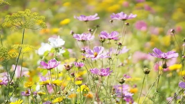 Пиши это каждый день на бумаге и на сердце легче будет. Преподобный Илларион Оптинский. смотреть онлайн