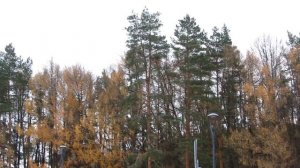 "Засыпят листья" -  Валерий  Ободзинский. Муз. Вячеслав Добрынин, сл. Виктор Дюнин.