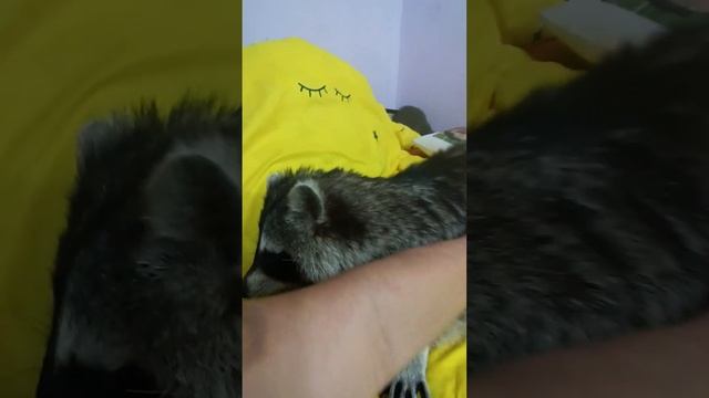 Егор енот или пиранья #ямыилюша #помощьбездомнымживотным #raccoon #анапа