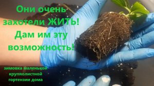 Очень захотели жить! Перевалка черенков гортензии в больший объем. Как будет зимовать дома.