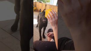 Кане-корсо Ен-Дэйк играет.#canecorso #собака #канекорсо #dog #рекомендации #красавец