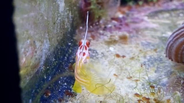 Бычок Яша смотреть онлайн