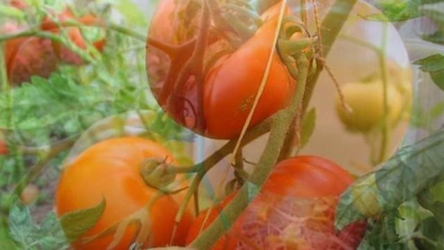 Индетерминантные и детерминантные томаты что это значит?