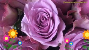 Роза чайно-гибридная Найттингл. Краткий обзор, описание характеристик rosa Nightingale