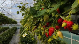 Высадили рассаду клубники фриго класс А сорт Фурор из Голландии в малообъёмку!