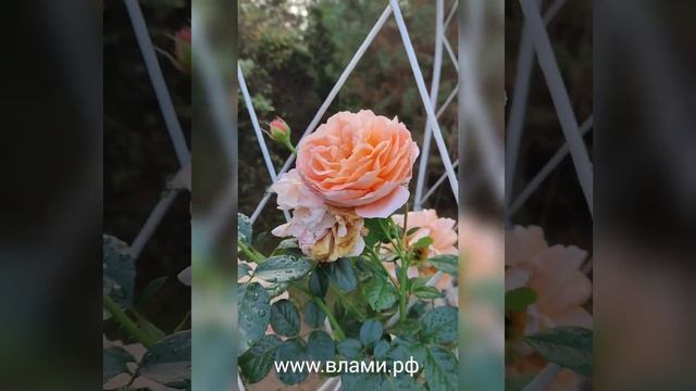 Роза Полька и Мишка после дождя, в октябре, первый год жизни