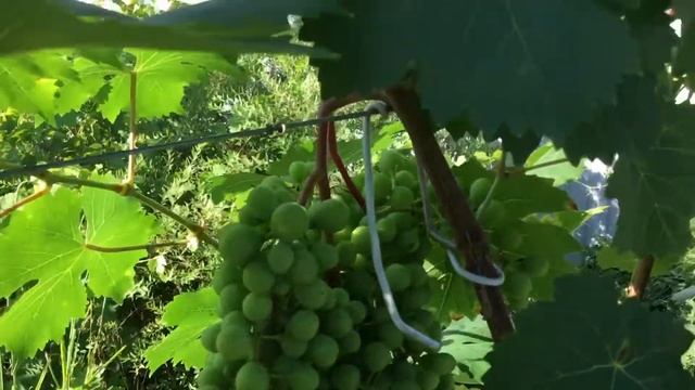 Алешенькин розовый 2020 смотреть онлайн