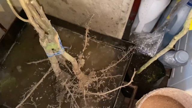 Фундук привитий на ведмежий горіх ??? смотреть онлайн