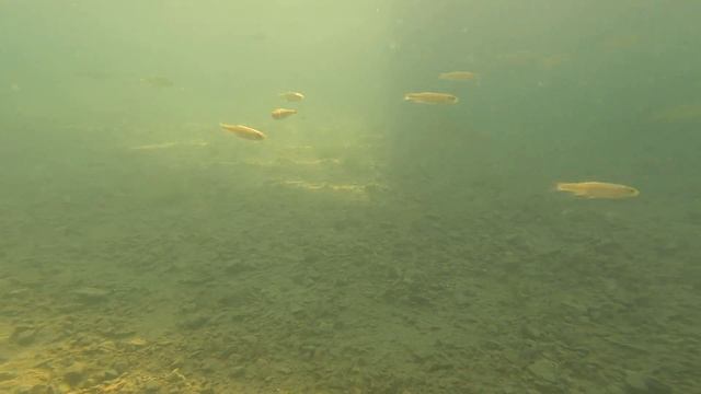 Spacer po wodzie w Parku Gródek w Jaworznie | Polskie Malediwy смотреть онлайн