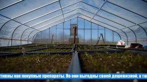 Чем обеззаразить землю перед посадкой семян и рассады