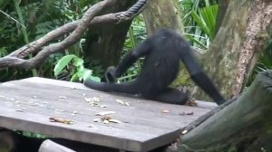 Сингапур, зоопарк паукообразная обезьяна. Singapore, zoo. Приколы про животных.