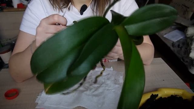 Залюбила. Пересадка Фаленопсиса в закрытую систему. Ошибки в уходе/Phalaenopsis