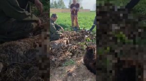 Как утилизируют собак в приюте Дом северной собаки | 18+